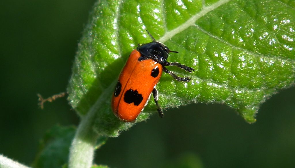 Moszenica wierzbówka (Clytra laeviuscula)