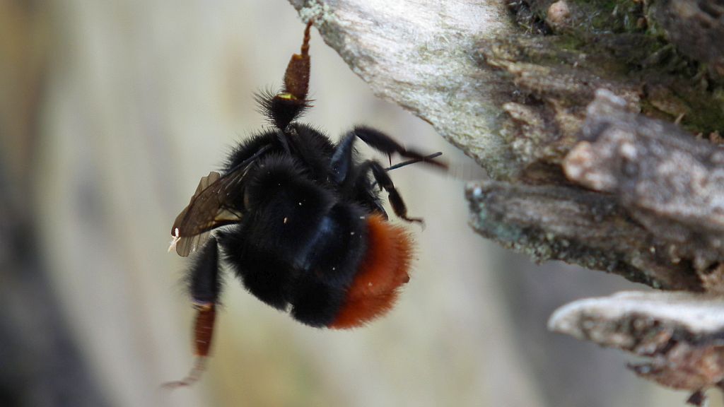 Trzmiel kamiennik (Bombus lapidarius)