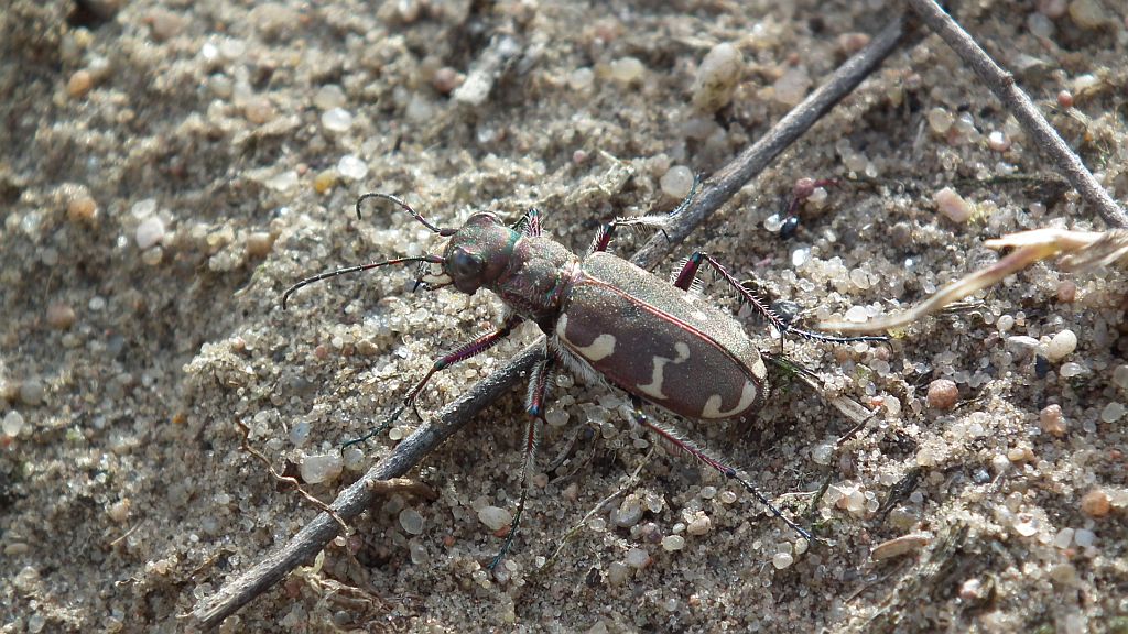 Trzyszcz piaskowy, trzyszcz piaskowiec (Cicindela hybrida)