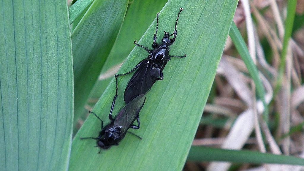 Leń marcowy (Bibio marci)