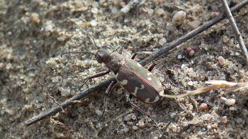 Trzyszcz piaskowy, trzyszcz piaskowiec (Cicindela hybrida)
