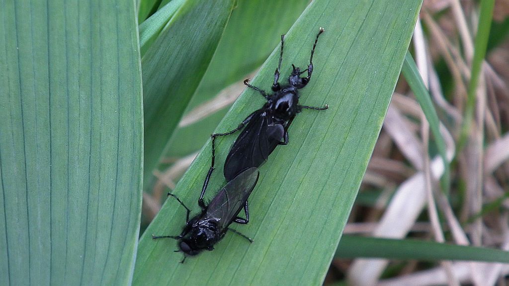 Leń marcowy (Bibio marci)