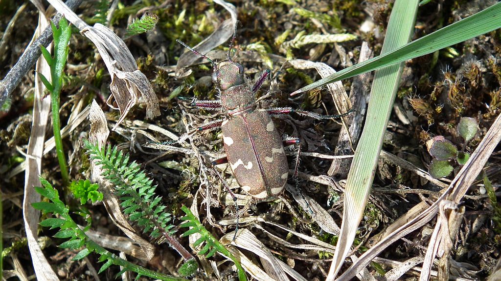 Trzyszcz piaskowy, trzyszcz piaskowiec (Cicindela hybrida)
