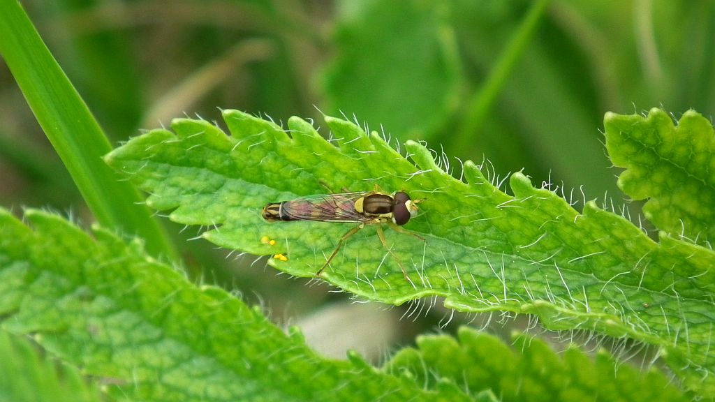 Bzyg pospolity (Syrphus ribesi)