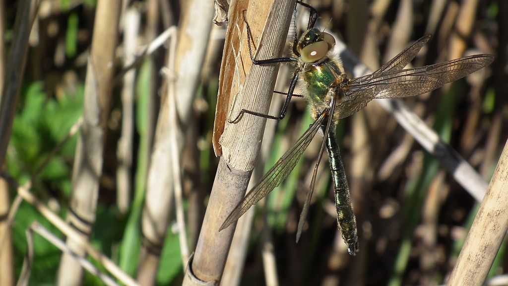 Szklarka zielona (Cordulia aenea)