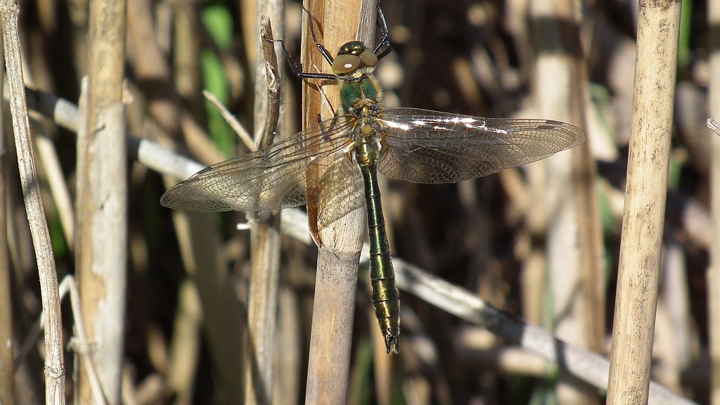 Szklarka zielona (Cordulia aenea)