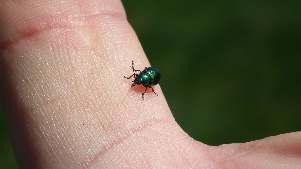 Kałdunica zielona (Gastrophysa viridula)
