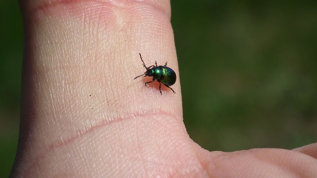 Kałdunica zielona (Gastrophysa viridula)