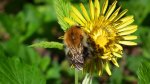Trzmiel rudy (Bombus pascuorum)