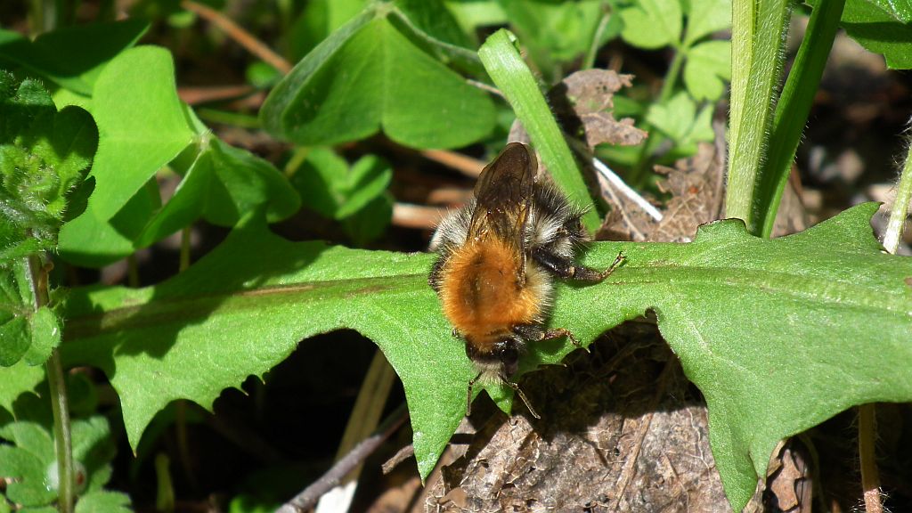 Trzmiel rudy (Bombus pascuorum)