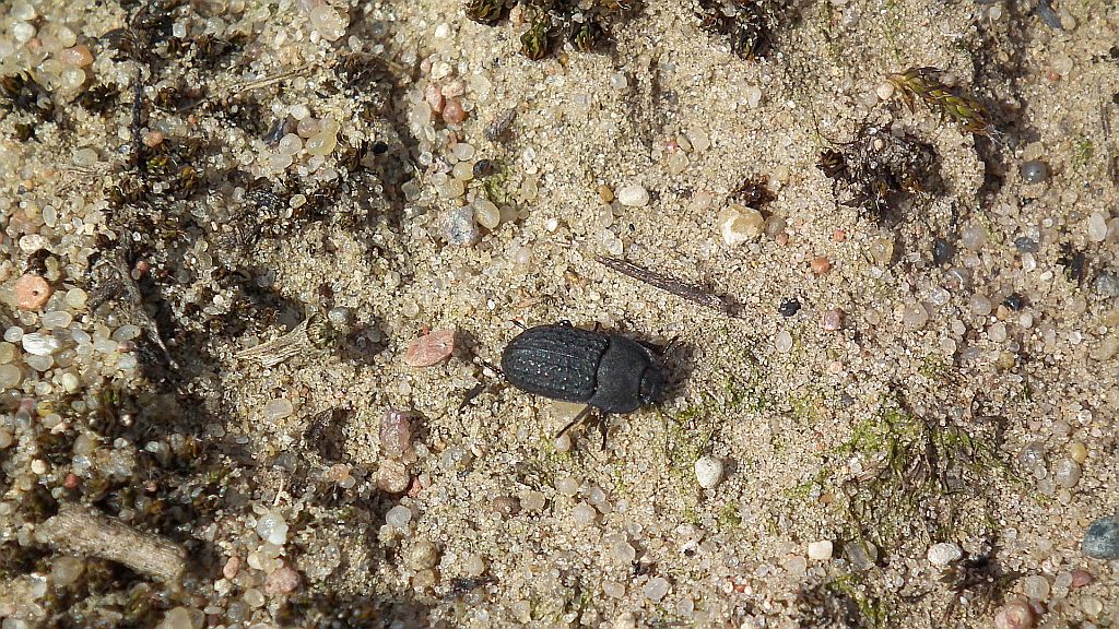 Omrzel piaskowy (Opatrum sabulosum)