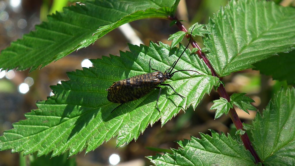 Wieszczyca żółtonoga (Hagenella clathrata)