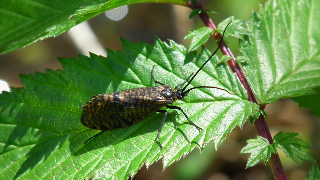 Wieszczyca żółtonoga (Hagenella clathrata)