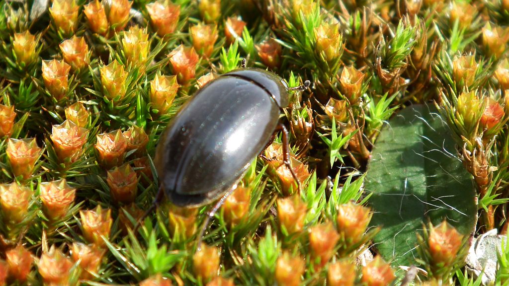 Kałużnica czarnozielona (Hydrophilus piceus)