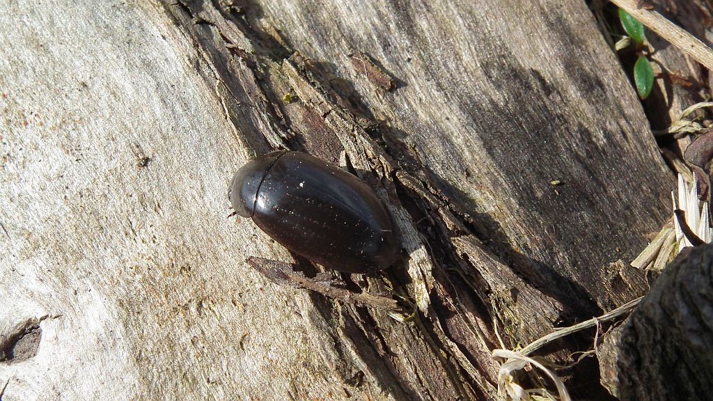 Kałużnica czarnozielona (Hydrophilus piceus)