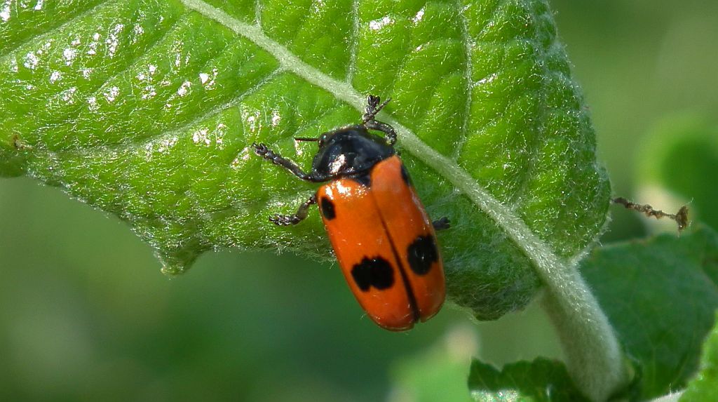 Moszenica wierzbówka (Clytra laeviuscula)