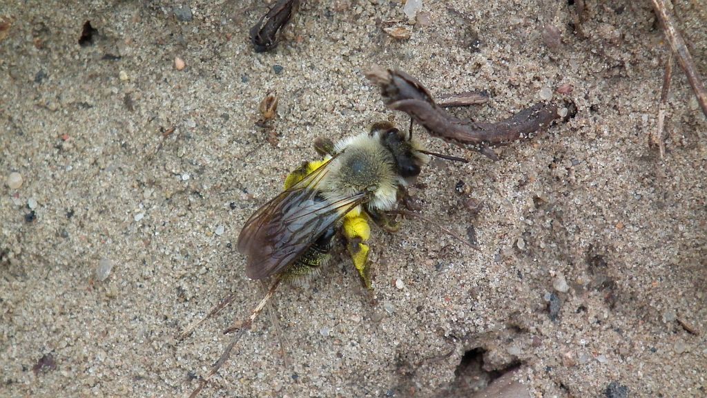 Pszczolinka napiaskowa (Andrena vaga)