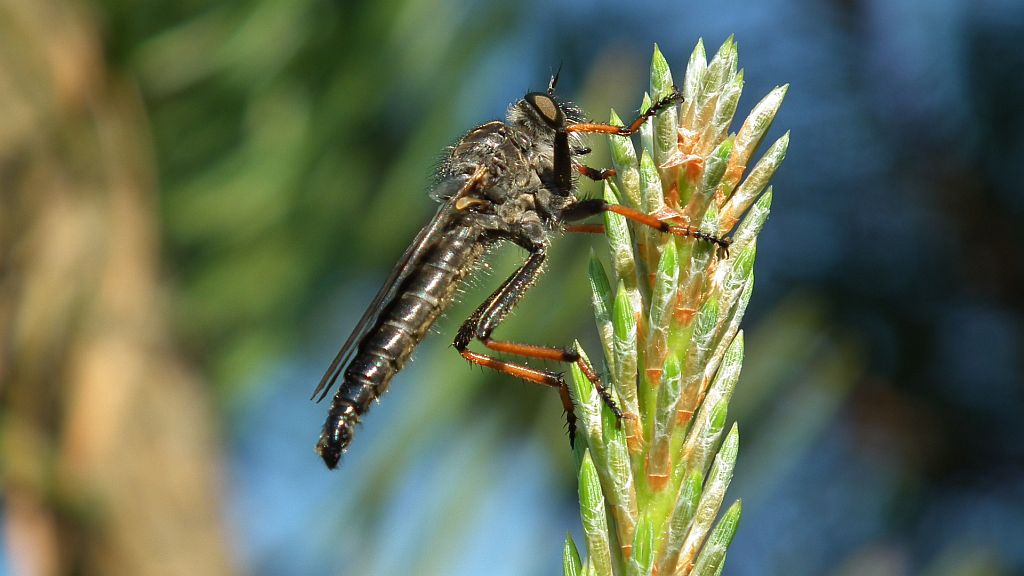 Łowiec czarniawy (Machimus atricapillus), dawniej łowik czarniawy (Asilus atricapillus)
