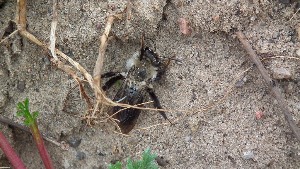 Pszczolinka napiaskowa (Andrena vaga)