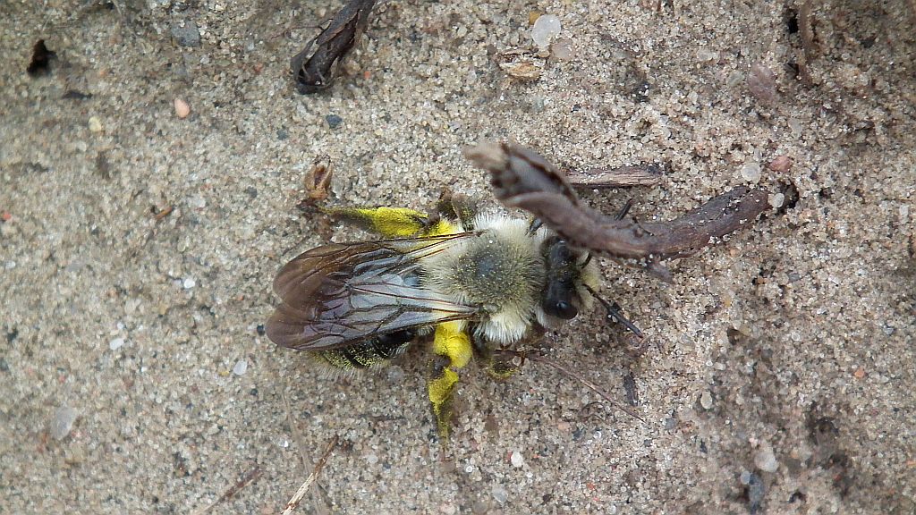 Pszczolinka napiaskowa (Andrena vaga)