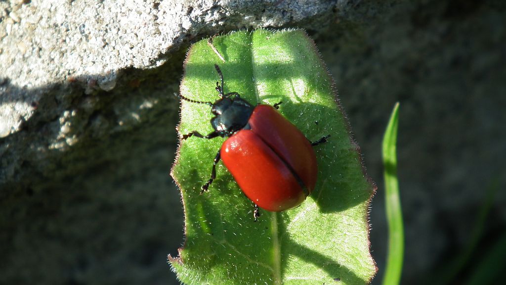 Rynnica topolowa (Melasoma populi)