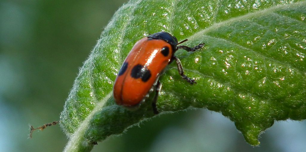Moszenica wierzbówka (Clytra laeviuscula)