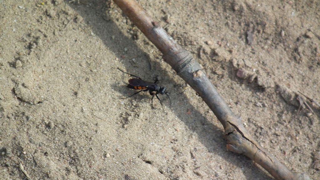 Swędosz pajęczarz (Anoplius Viaticus)