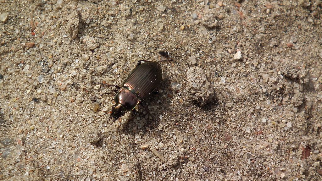 Drogoń miedziaczek, drogoń połyskliwy (Poecilus cupreus)