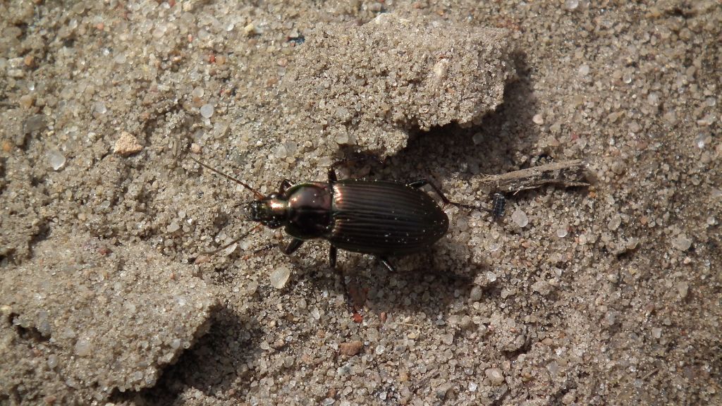 Drogoń miedziaczek, drogoń połyskliwy (Poecilus cupreus)