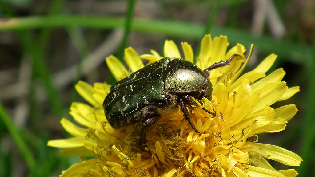 Kruszczyca złotawka (Cetonia aurata)