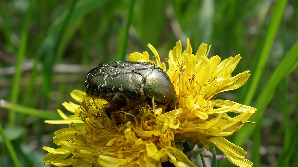 Kruszczyca złotawka (Cetonia aurata)