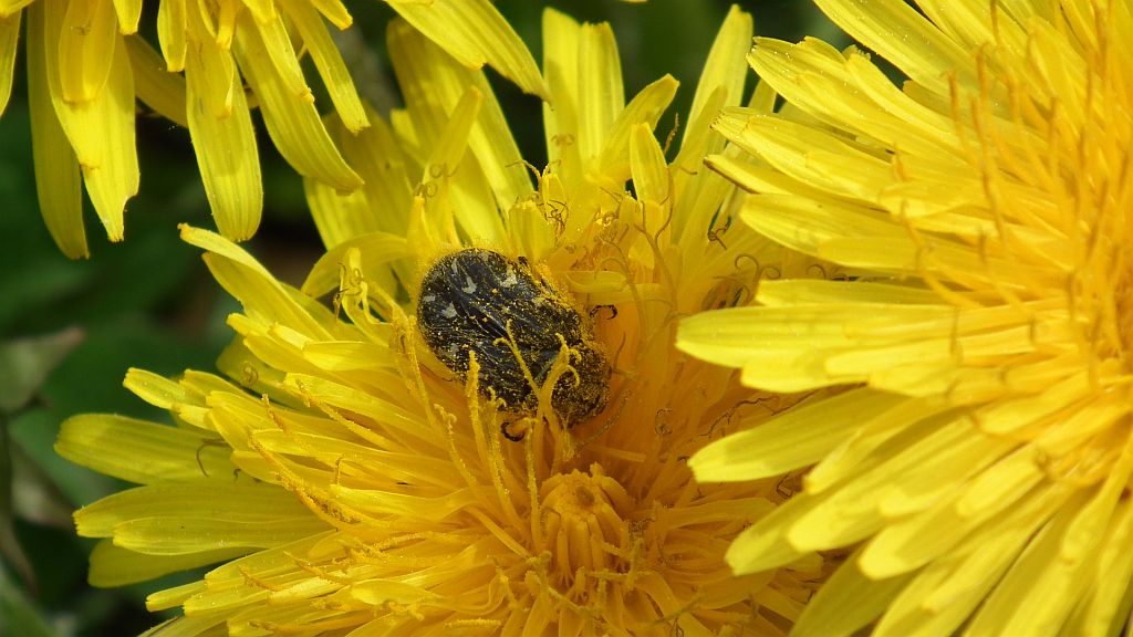 Kosmatek pospolity (Tropinota hirta syn. Epicometis hirta)