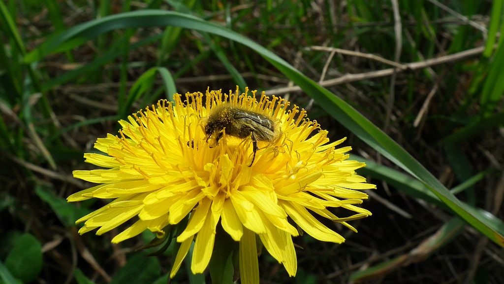 Kosmatek pospolity (Tropinota hirta syn. Epicometis hirta)