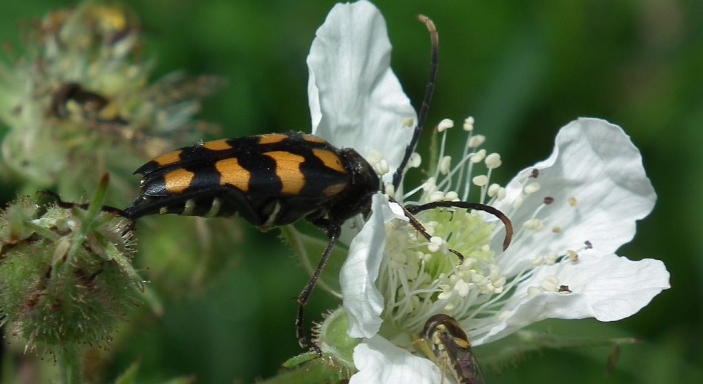 Pętlak czteropaskowy (Leptura quadrifasciata)