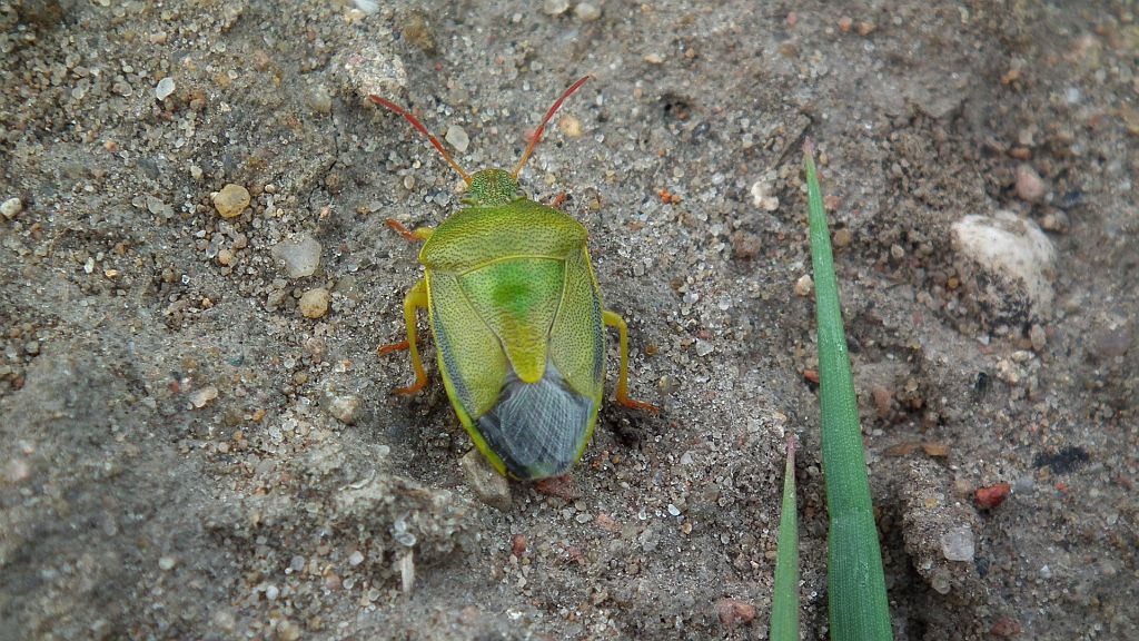Odorek zieleniak (Palomena prasina)