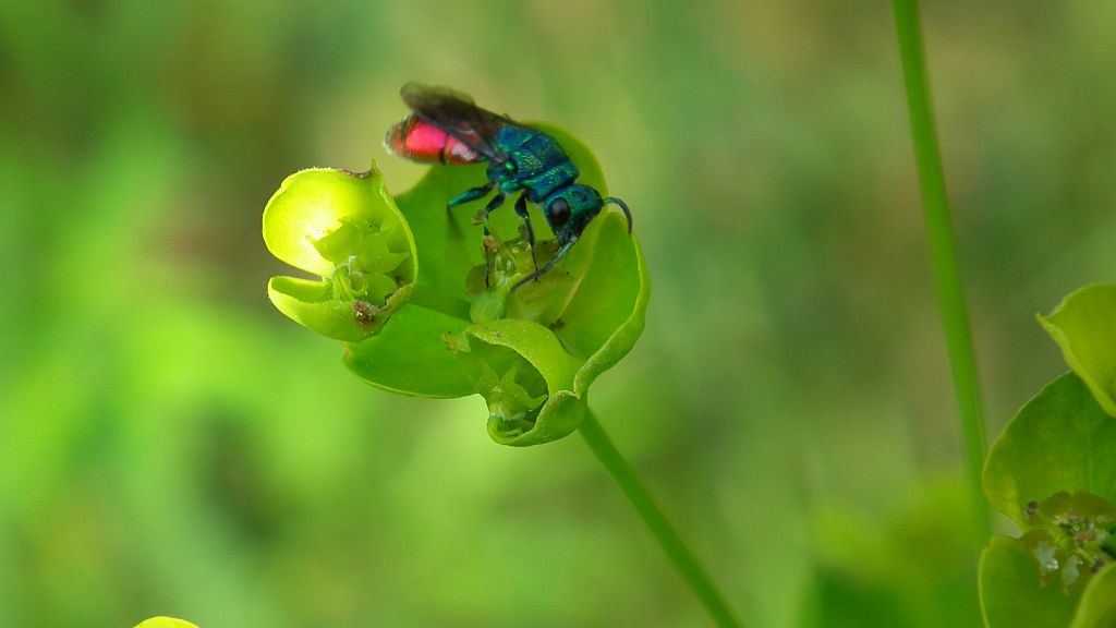 Złotolitka ognista (Chrysis ignita)