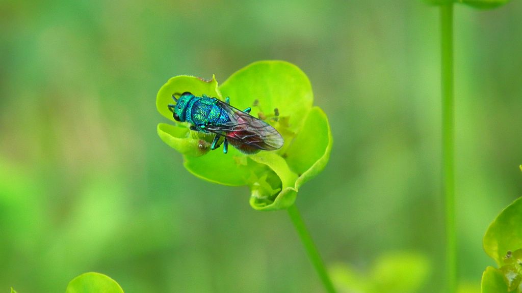 Złotolitka ognista (Chrysis ignita)