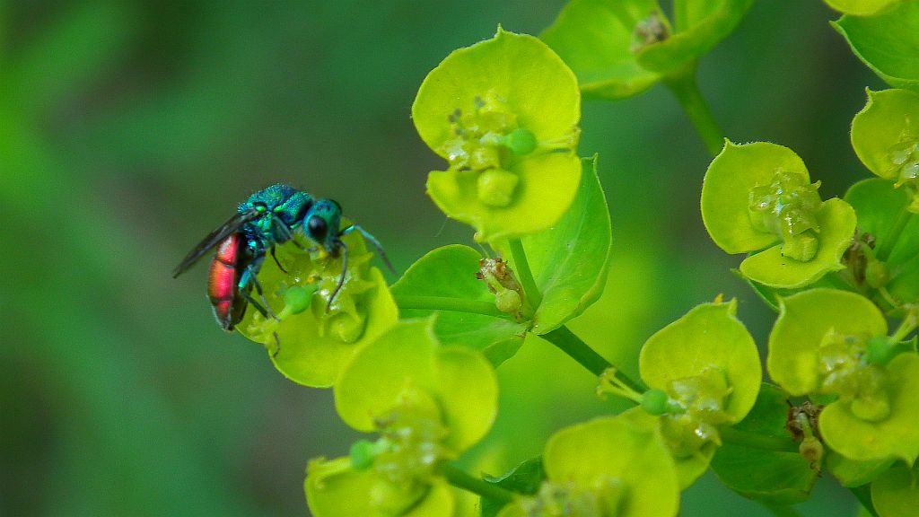 Złotolitka ognista (Chrysis ignita)