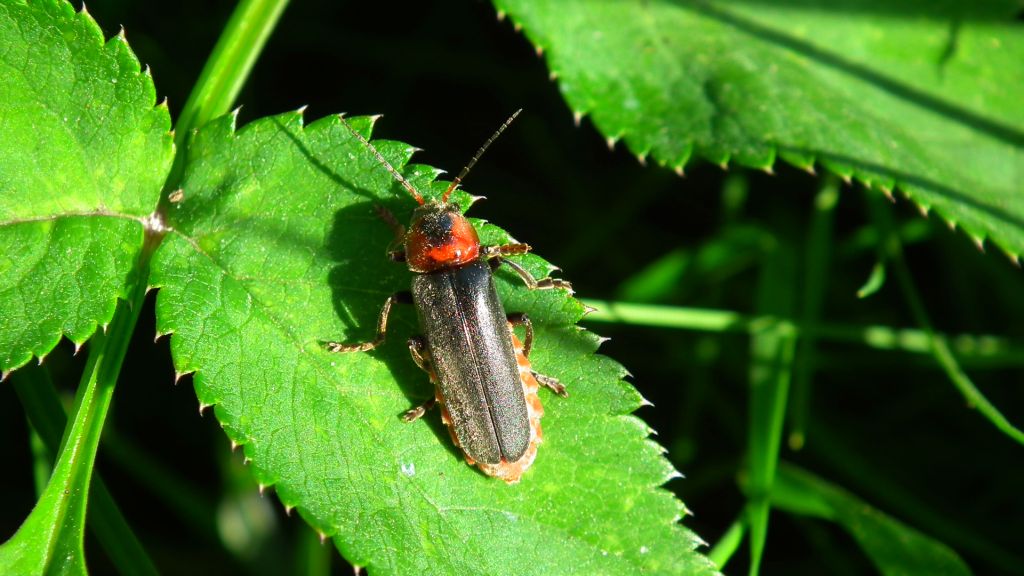 Omomiłek wiejski (Cantharis rustica)