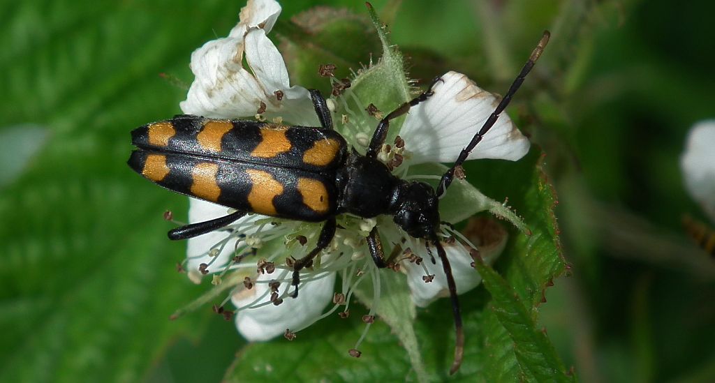 Pętlak czteropaskowy (Leptura quadrifasciata)