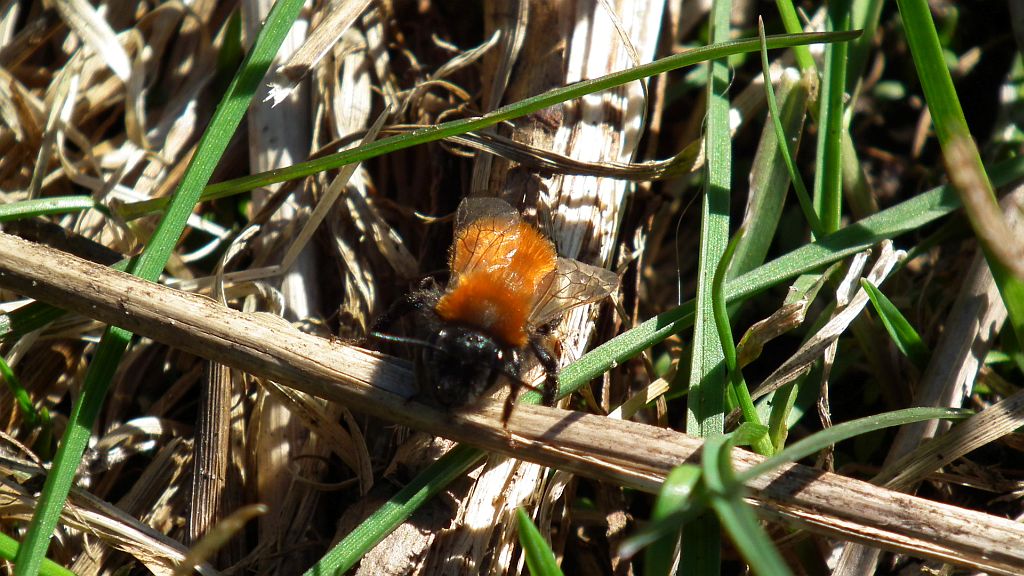 Trzmiel rudy (Bombus pascuorum)