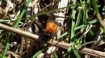 Trzmiel rudy (Bombus pascuorum)