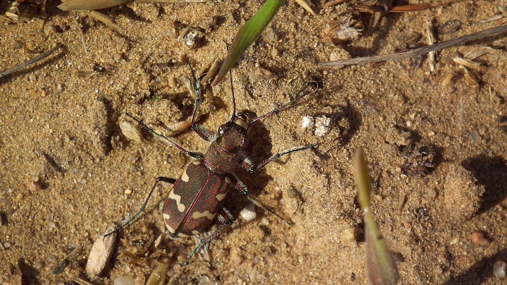 Trzyszcz piaskowy, trzyszcz piaskowiec (Cicindela hybrida)