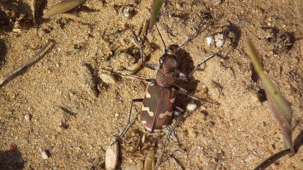 Trzyszcz piaskowy, trzyszcz piaskowiec (Cicindela hybrida)