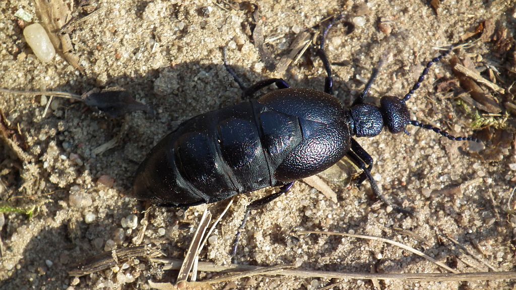 Oleica fioletowa (Meloe violaceus)