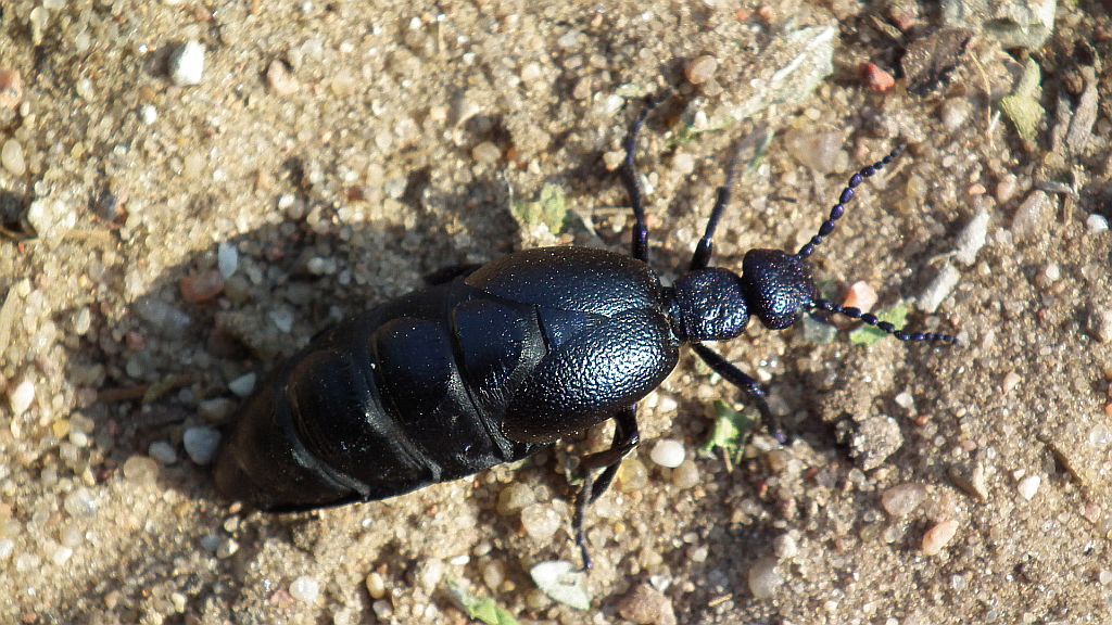 Oleica fioletowa (Meloe violaceus)