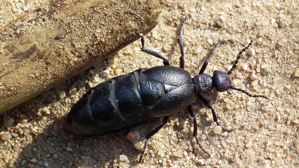 Oleica fioletowa (Meloe violaceus)