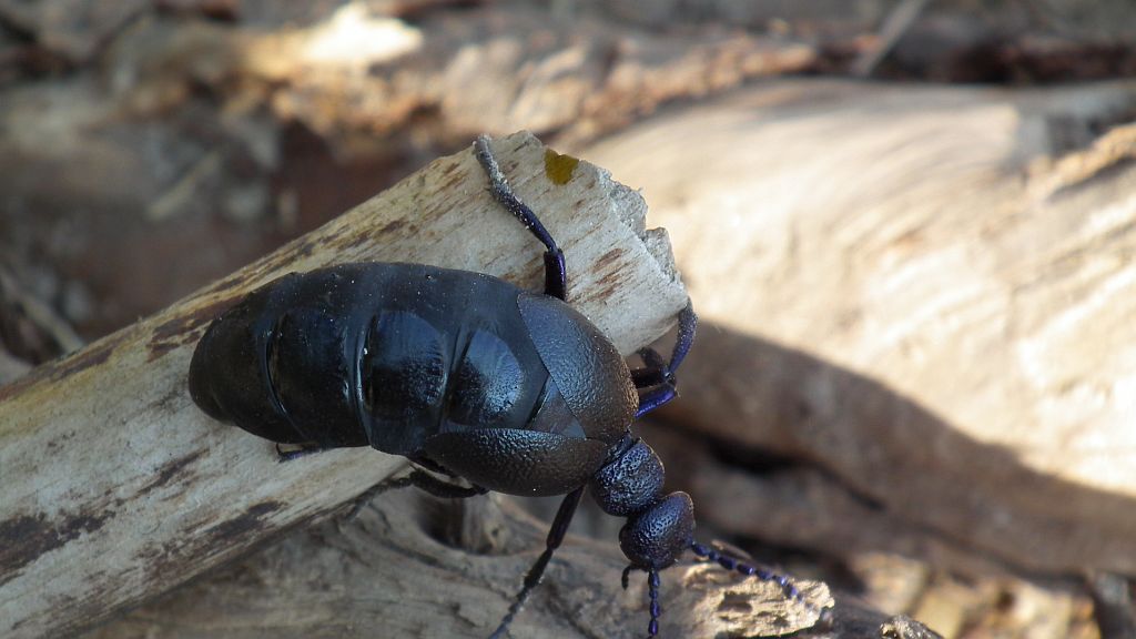 Oleica fioletowa (Meloe violaceus)
