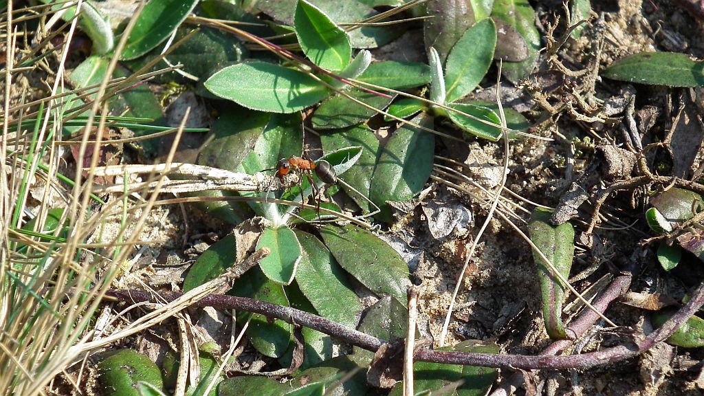 Mrówka rudnica (Formica rufa)