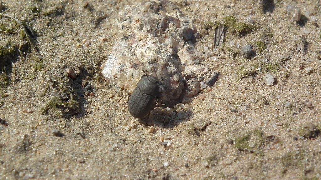 Omrzel piaskowy (Opatrum sabulosum)